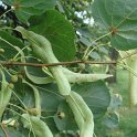 Tilia cordata fruit
